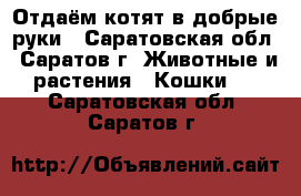 Отдаём котят в добрые руки - Саратовская обл., Саратов г. Животные и растения » Кошки   . Саратовская обл.,Саратов г.